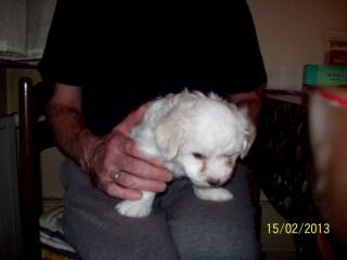 Malteserwelpe sucht eine neue Familie