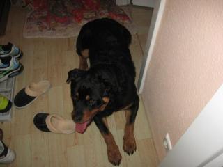 Verschmuster 10 Monate alter Rottweilerwelpe