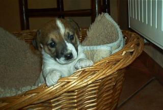 Jack Russell Welpen-kurzhaar und niederläufig-