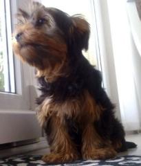 Yorkshir Terrier