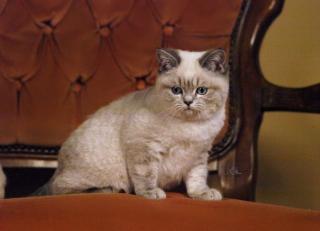 BKH-zuckersüßer Herzensbrecher in blue-tabby-point in allerbeste Hände abzuge