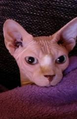 Canadian Sphynx 2, 5 Jahre alt abzugeben