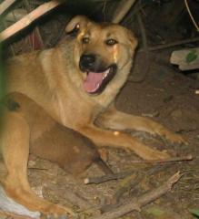 Sie ist selbst noch ein Hundekind . Ihre Babys werden auf der Straße nicht ü