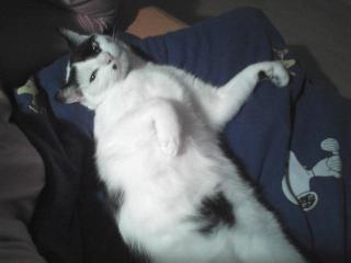 Katze abzugeben