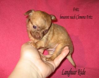 Mini-Chihuahua 10 Wochen Langhaar Rüde Füller klein Schoko