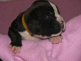 Familienfreundliche Boxer Welpen mit Papiere