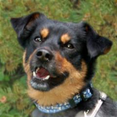 LEGO - männlich 5 Jahre 44 cm 10 kg Pinscher-Mix Gechipt Kastriert