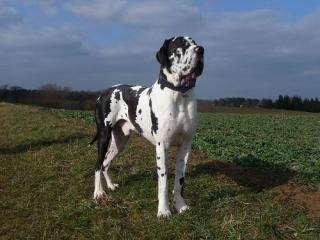 Deutsche dogge
