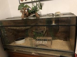 3 Boa constrictor Terrarien
