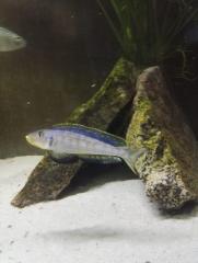 Enantiopus sp. Kilesa