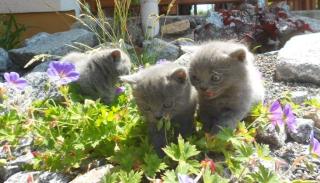 Kartäuser Chartreux Kitten mit Papieren