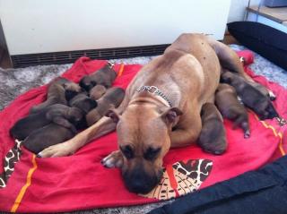 Dogo Canario Welpen