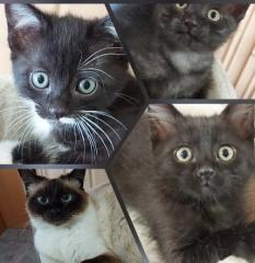 3 Siam Kitten Mixt 12 Wochen alt