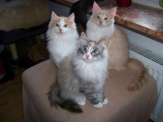 Norwegische Waldkatzen Kitten m. P.