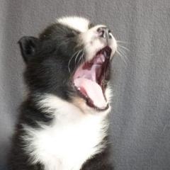 Karelischer Bärenhund
