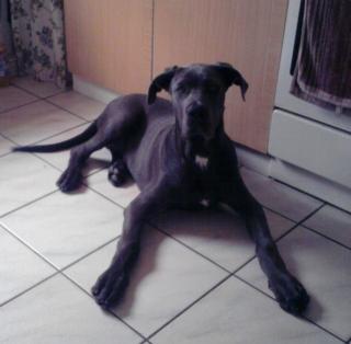 Rassige dogge mit papiere