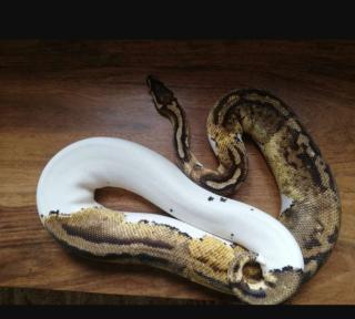 Python Regius / Königspython adult 1. 1Superpastel Piebald, 0. 1Pastel het. Piebald