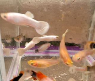Platinum Snow Full White Guppy Schneeweiß Weiß