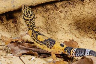 Weiblicher Leopardgecko