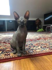 Süße Sphynx Kitten zu verkaufen