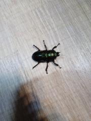Phalacrognathus muelleri Larven L2/L3