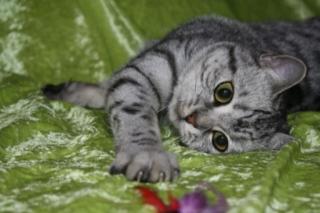 Whiskas-Katzen Dream-Team Mutter und Sohn