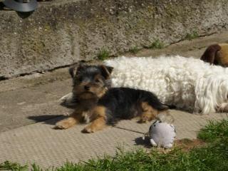 Yorkie Rüde Welpe