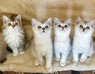 BKH silver shaded Kitten