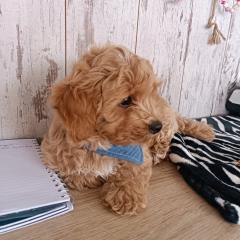 Maltipoo Welpen Rüde aprico
