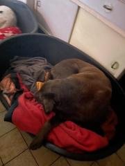 Labrador Retriever
