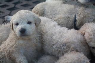 Süße Reinrassige Kuvaszwelpen Kuvasz Welpen