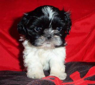 Süße Shih Tzu Welpen aus Rassehundezucht