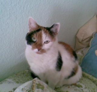 Lilly sucht liebevolles Frauchen mit Zeit