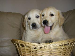 Süsse kleine Golden Retriever Welpen