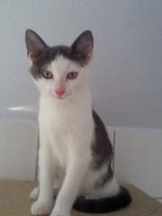 Katzen Baby s