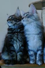 Maine Coon Kitten mit Stammbaum
