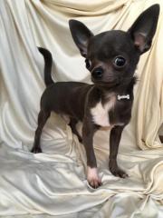 Chihuahua Rüde