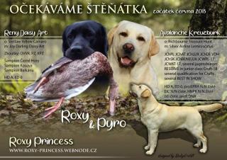 Welpen Labrador Retriever