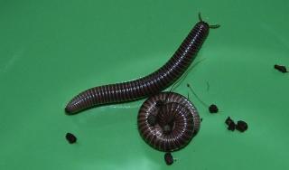 Archispirostreptus gigas Riesentausendfüßer