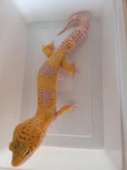 Leopardgecko 1. 0 WY Tangerine Mack Snow Tremper Albino
