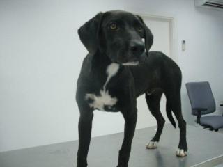 Suche liebevolle Pflege-/Endstelle für einen Labrador-Mix-Rüden
