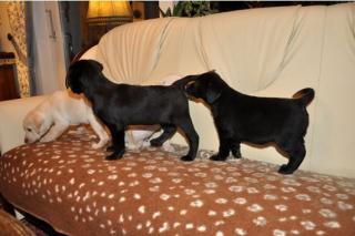 Labrador Welpen in Blond und Schwarz mit Papieren
