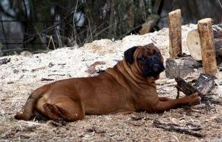 Continental Bulldog Hündinnen