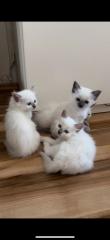 Birma Kater reinrassig