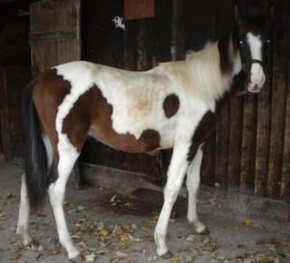 Paint Horse Mix - 2, 5 Jahre -Wallach- in verantwortungsvolle Hände abzugeben