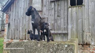 Saupackerwelpen Doggenmix Cane Corso Italiano