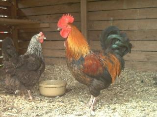 Maran-Hahn