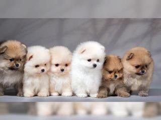 MINI Teacup Pomeranian Zwergspitz Welpen