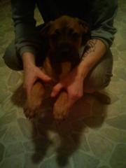 Boxermischling