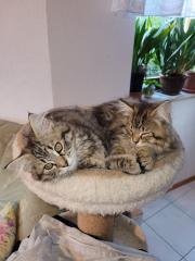 Main coon Mischlinge 4